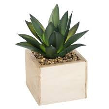 Plante verte boic chic